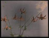 [Pink lilies]