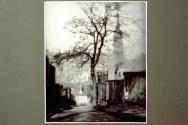 A Tree in Greyfriars