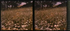 [Field of Flowers]