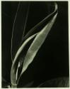 Rubber Plant 3