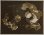 [Food photogram]