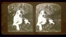[Mixed-breed dog]