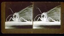 [Butterfly or moth]