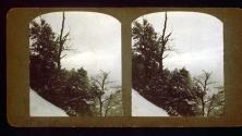 [Bare trees and foliage on slope]