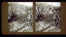 [Cactus (on way to Acton Canyon or Vasques Rock, California)]
