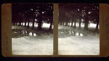 [Colonnade of trees, Los Feliz area, California]