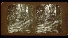 [Path through woods, California]