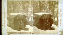The Fallen Monarch, Big Trees of California