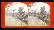Valley Scene at E. J. Baldwin's Ranch, in Southern California