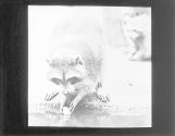 Raccoon Washing Food