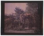 American Pillar Rose Arbor