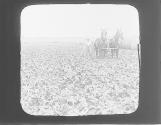 Cultivating a Field of Beets, Near Greeley, Colo.