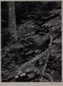 Forest, early morning, Mount Rainier National Park, Washington