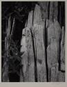 Moth and stump, Interglacial Forest, Glacier Bay National Monument, Alaska