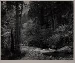 Tenaya Creek, Spring Rain