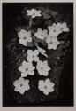 Dogwood Blossoms