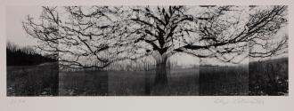 [Composite of tree]