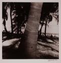[Palm trees and beach]