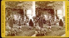 "Opertis" Tropical Garden