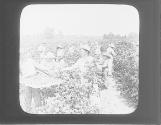 Red Raspberry Field, Lake Shore Fruit Belt, N.Y.