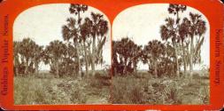 Southern Scenery