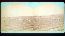 [Farm workers in field]