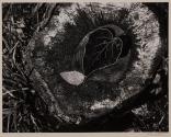 Leaves, Stump, Frost, Yosemite Valley