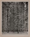 Trees and Snow