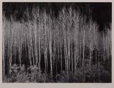 Aspens, Dawn, Dolores River Canyon-Colorado