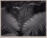 Ferns, Hawaii National Park