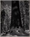 In the Mariposa Grove at Giant Sequoia, Yosemite National Park