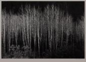 Aspens, Dawn, Dolores River Valley, Colorado