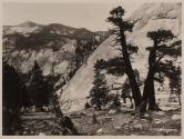 Sierra Junipers, Upper Merced Basin, Yosemite Valley
