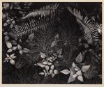 Leaves, Mills College Campus, California
