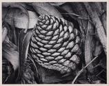 Pine Cone and Eucalyptus Leaves, San Francisco, California