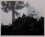 Fog near Cascade Pass, Northern Cascades, Washington