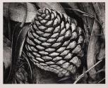 Pine Cone and Eucalyptus Leaves, San Francisco