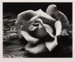Rose on Driftwood