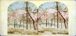 Niagara in Winter