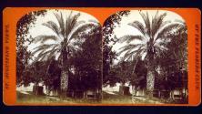 [Palm tree]