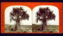 [Palm tree]