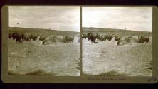 Buffaloes Roll Like a Horse