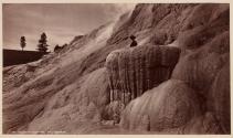 Mammoth Hot Springs. The Rostum.