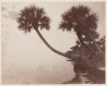 Indian River. Palm Trees on bank.