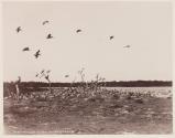 Pelican Island. Indian River.