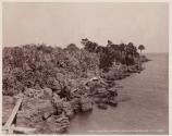 Coquina Shoreline, Indian River.