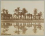 Palmieres sur les bords du Nil