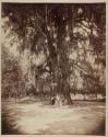[Montezuma's Tree. Chapultepec. Mexico]