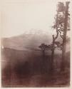 [Forest landscape with mountain in background]
