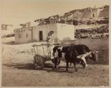 [Native American man on ox-drawn carriage near pueblo in Laguna, New Mexico]